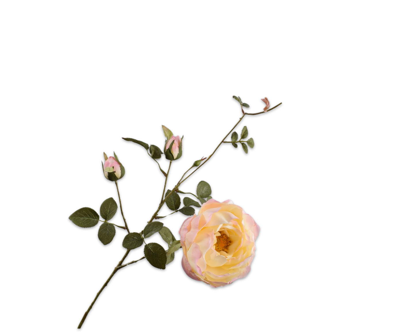 ROOS TAK ROZ/GL  80 cm