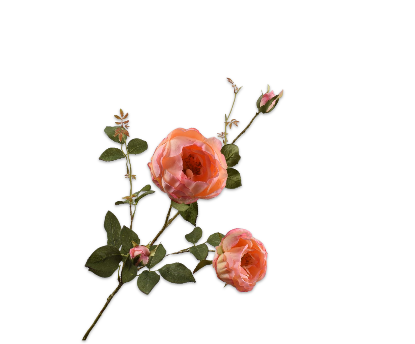 ROOS TAK ZALM  102 cm