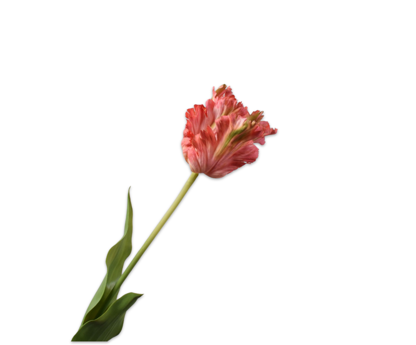 TULIP STEM PNK/BTY RT  71 CM