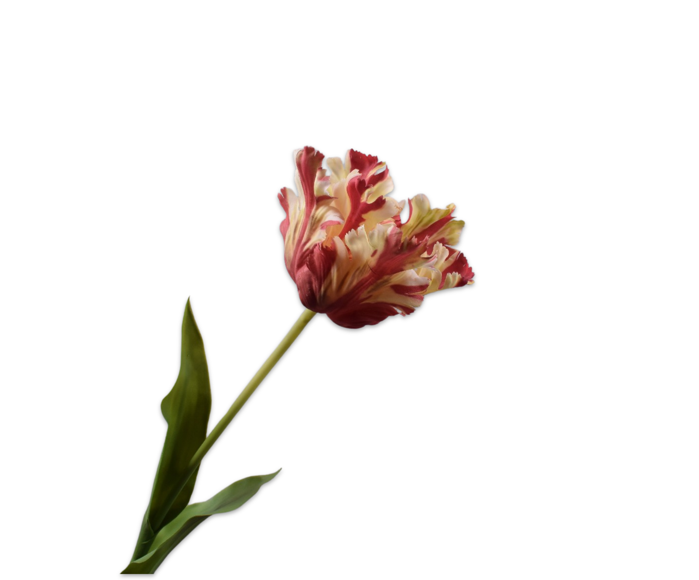 TULIP STEM RD/CR RT  71 CM