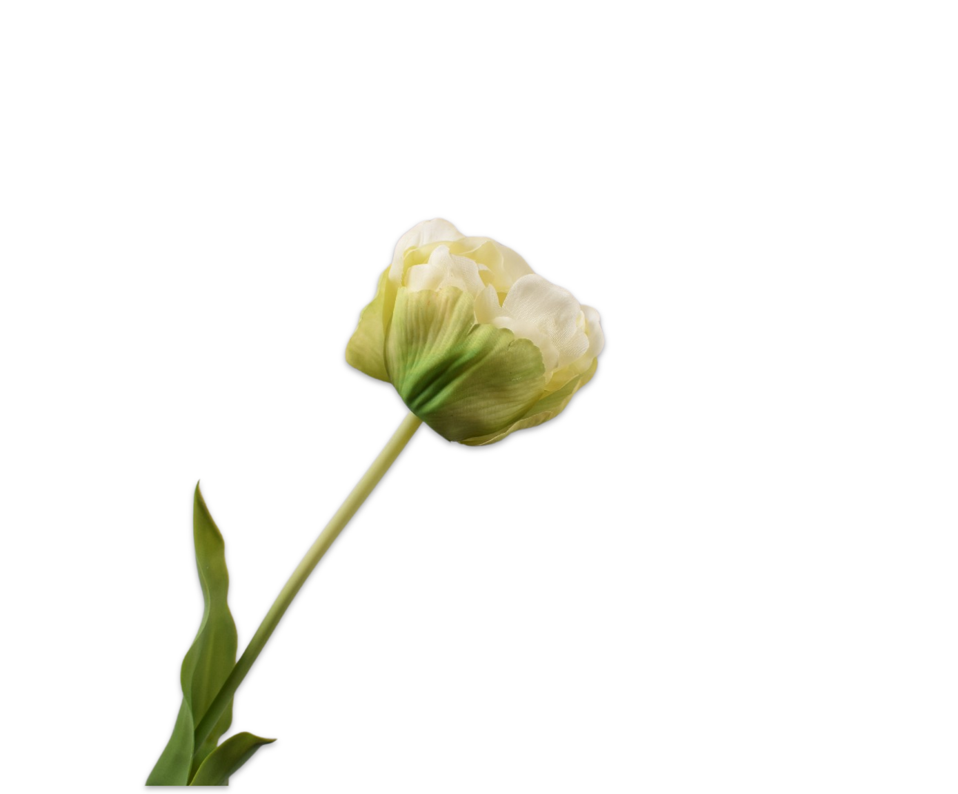 TULP STEEL GRN/WIT 66 cm