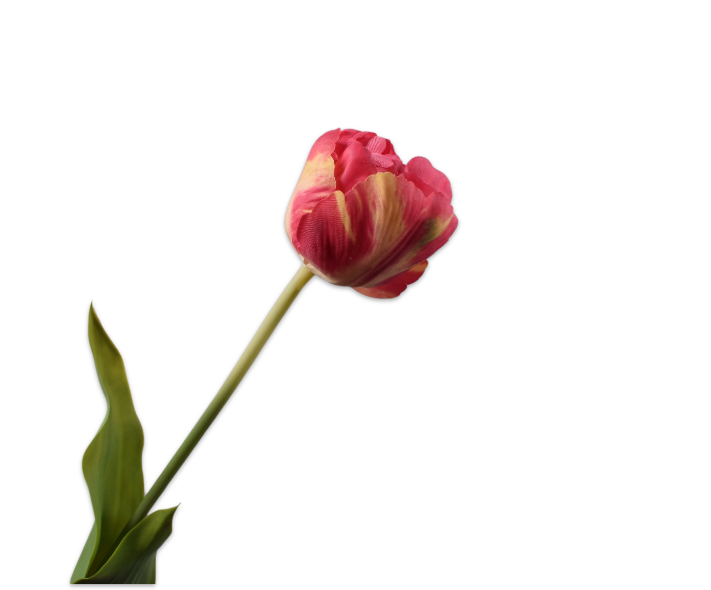 TULP STEEL BEAUTY 66 cm