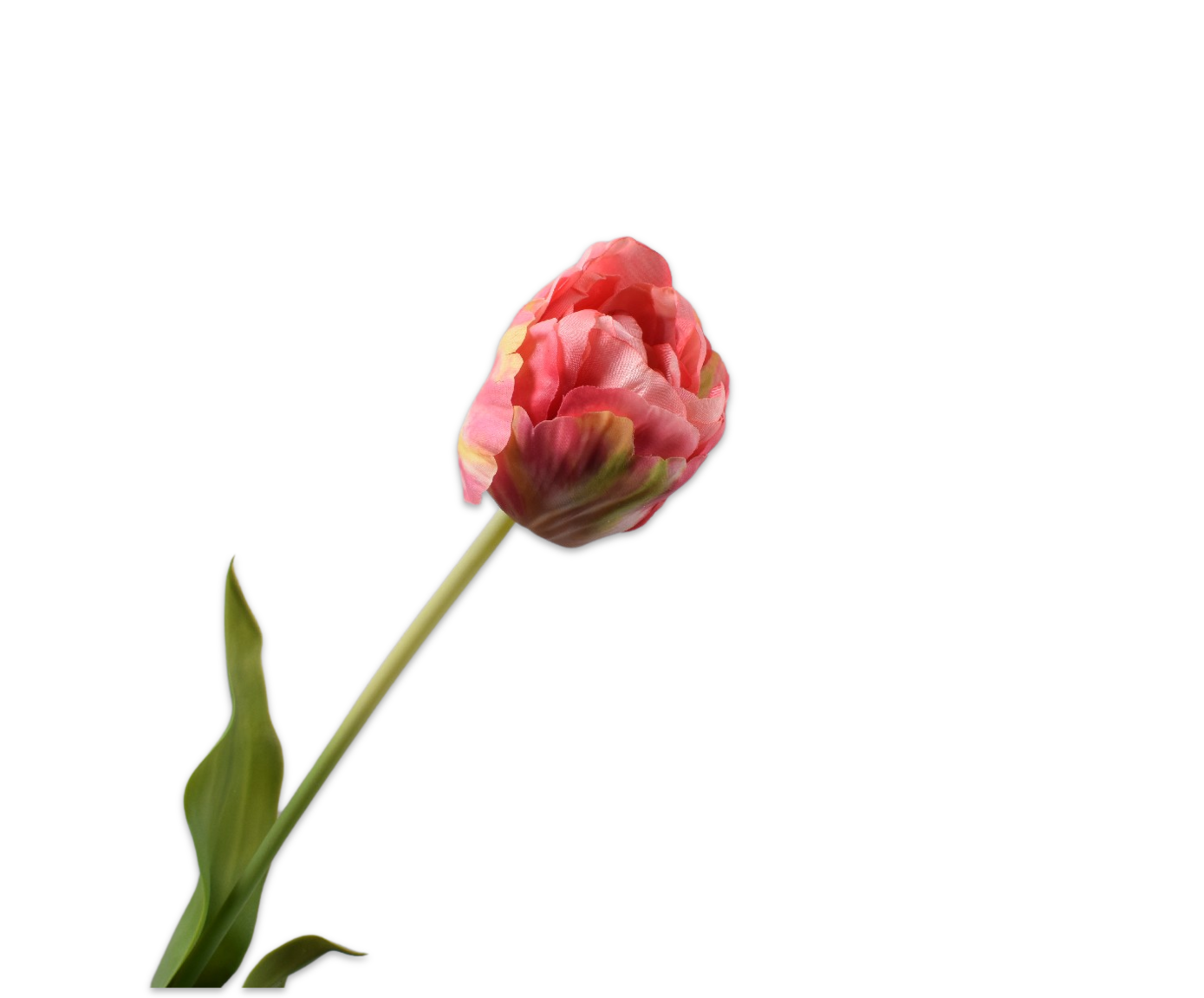TULIP STEM PNK/YLL  66 CM