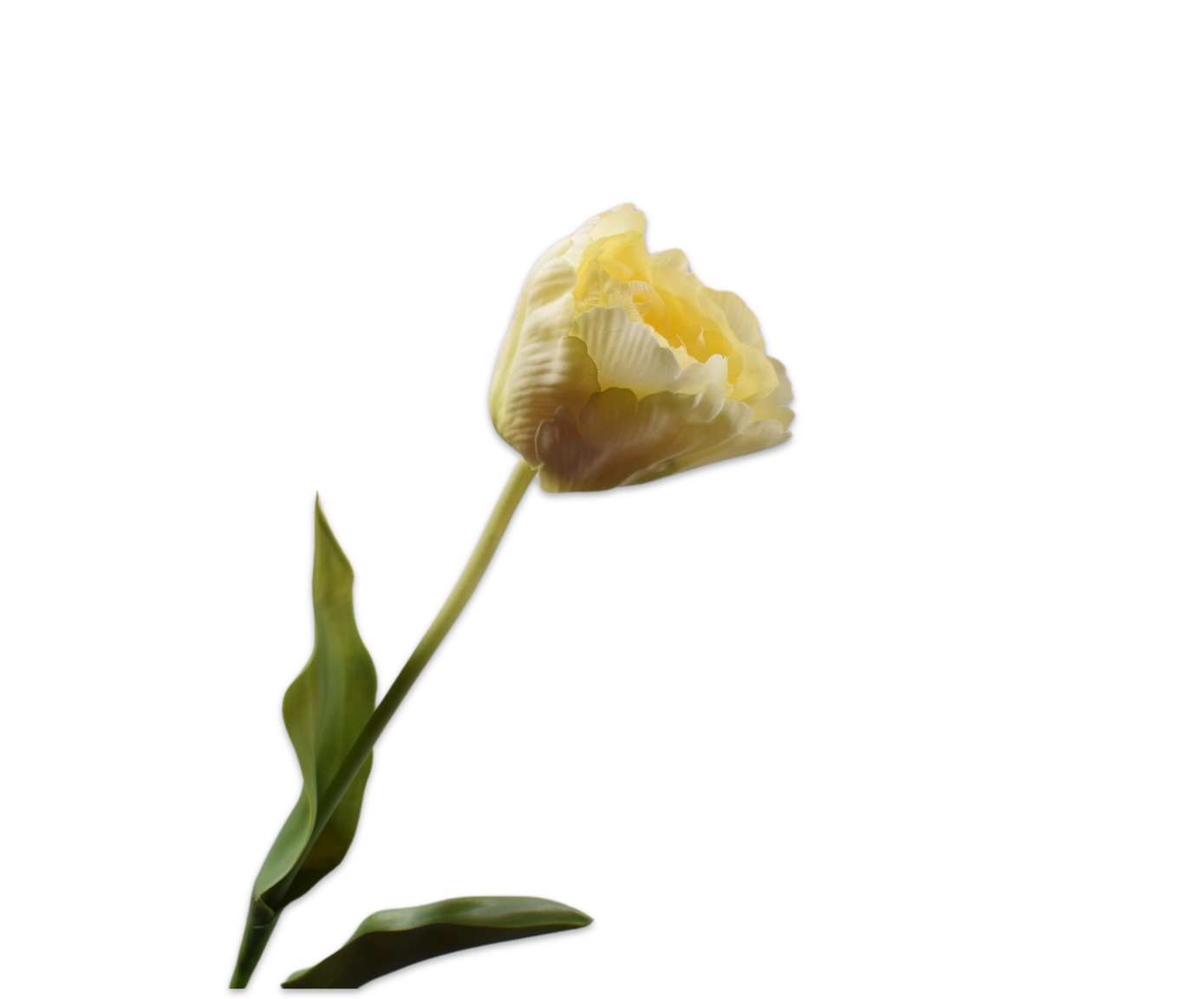 TULP STEEL CREME 84 cm