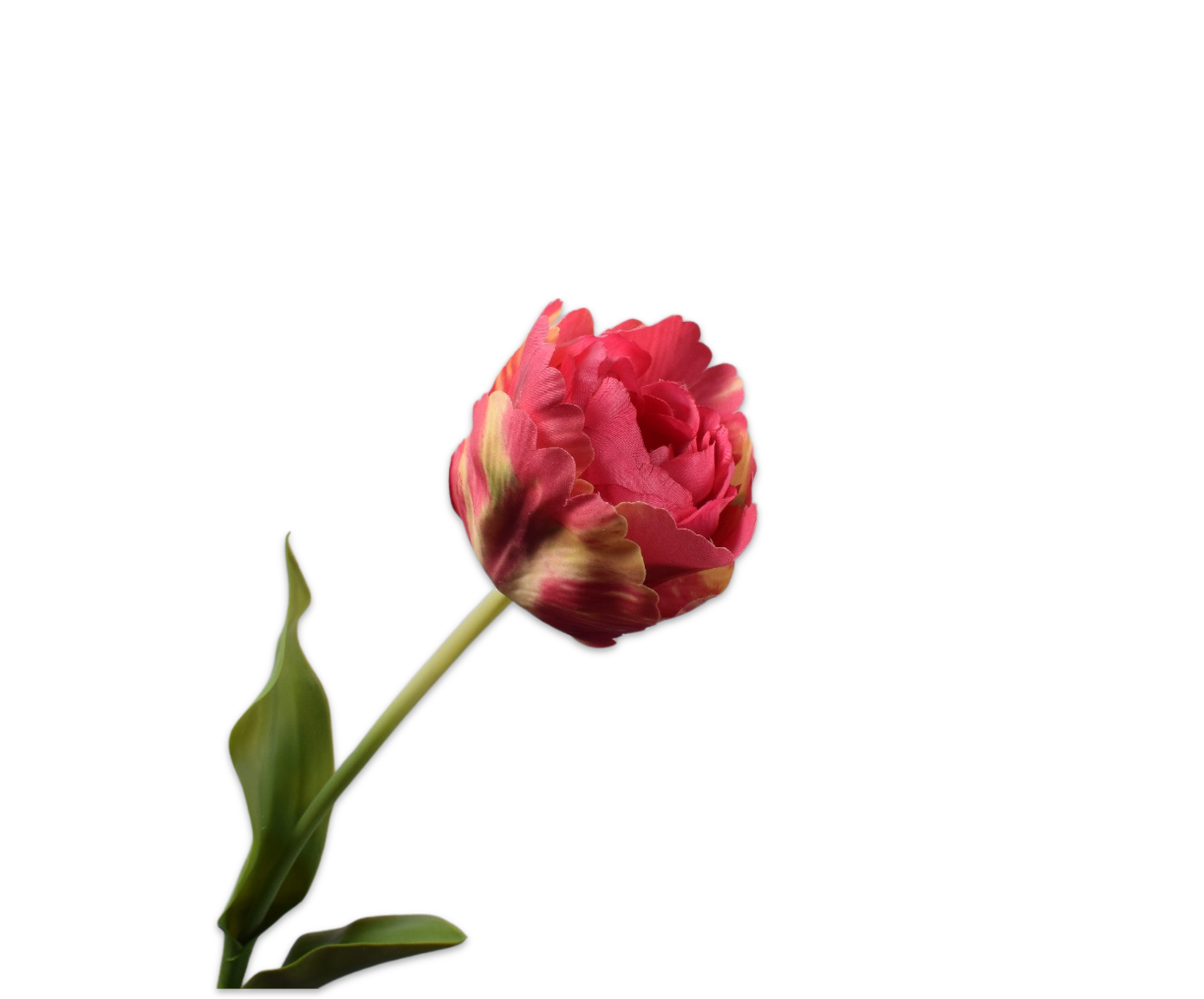 TULP STEEL BEAUTY 84 cm