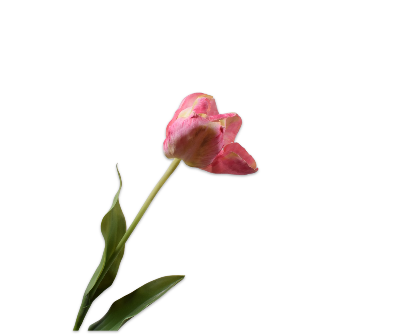 TULP STEEL ROZ/GL 84 cm