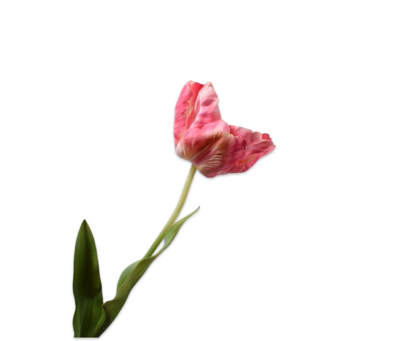 TULP STEEL BEAUTY 84 cm