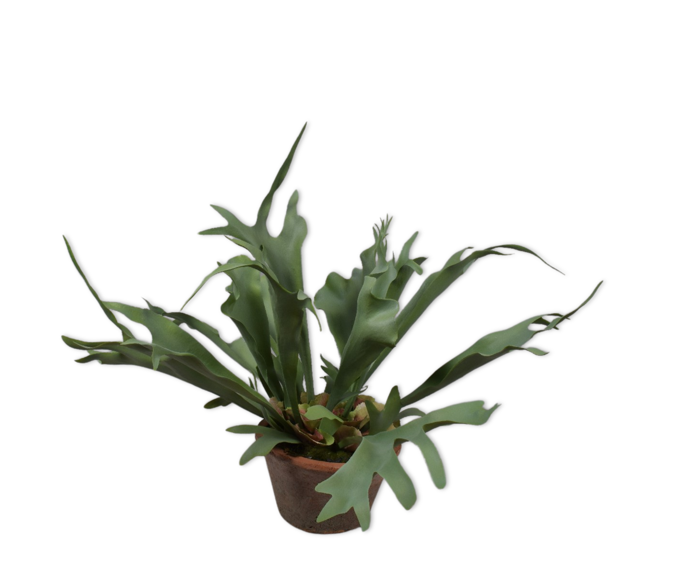 CORNE DE CERF E/POT VERT  56 CM