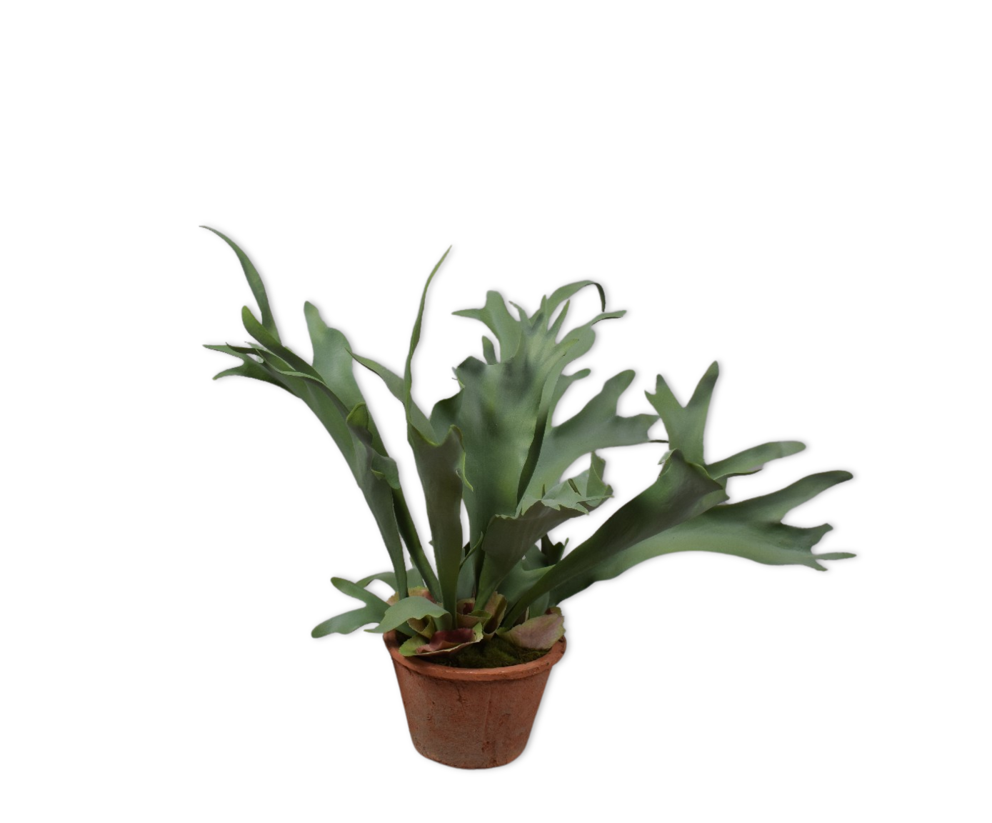 CORNE DE CERF E/POT VERT  48 CM