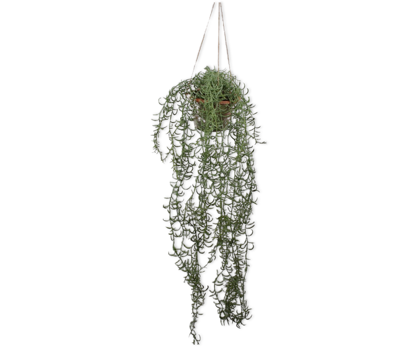 SENECIO SUSPENDU VERT  173 CM