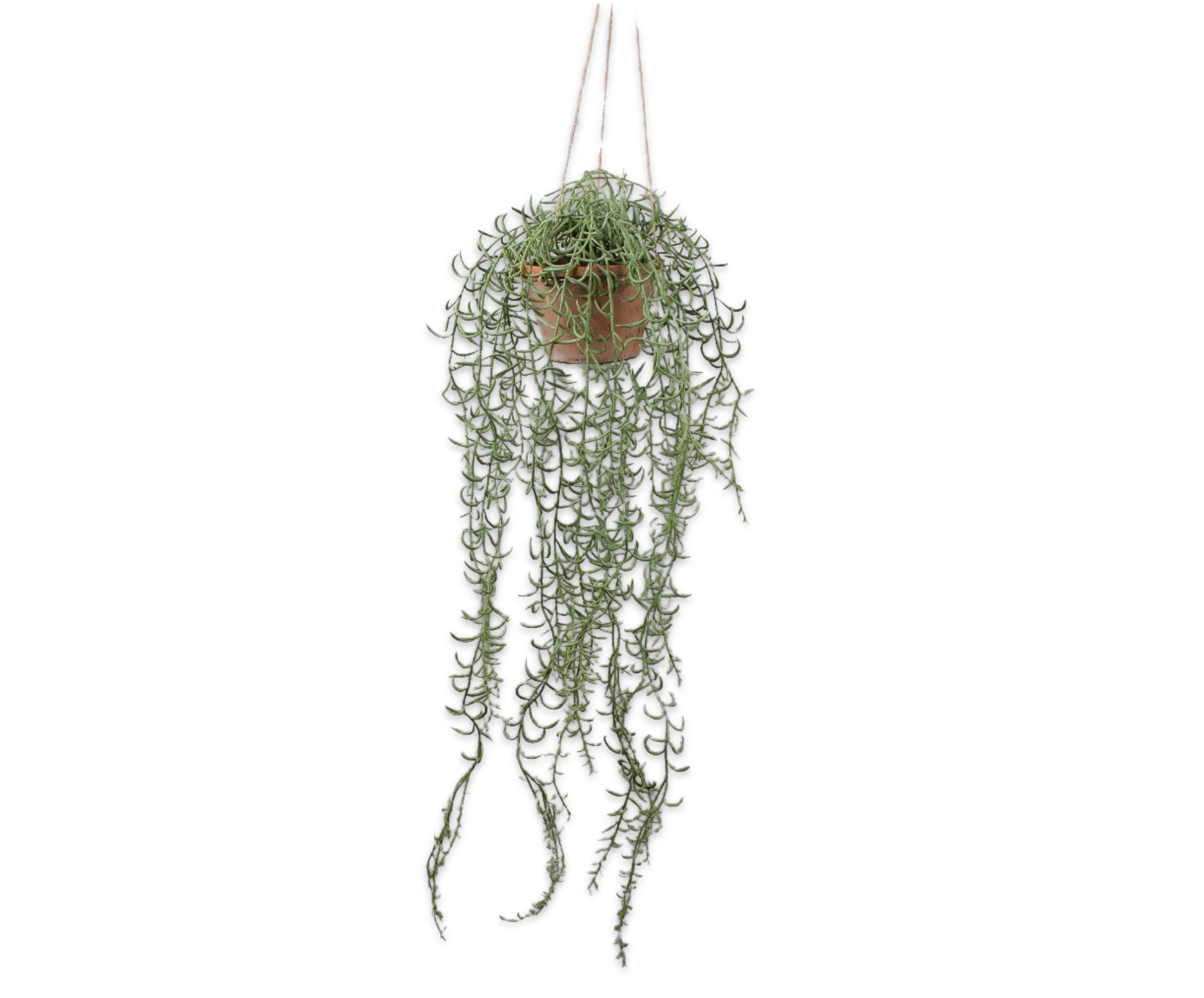 SENECIO SUSPENDU VERT  122 CM