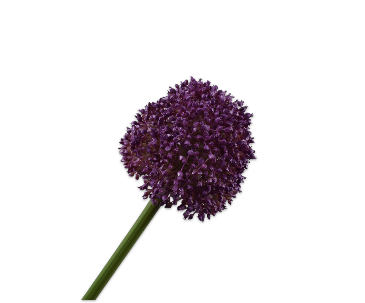 allium ☆ Allium zebdanense – Zetas Garden - Online Store