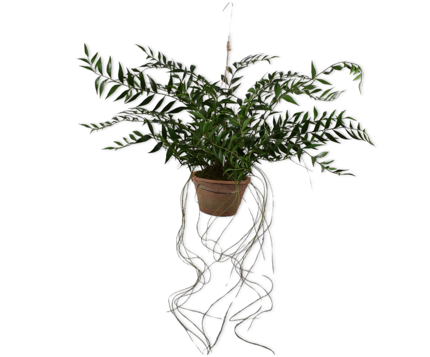 FERN HANG GREEN  71 CM