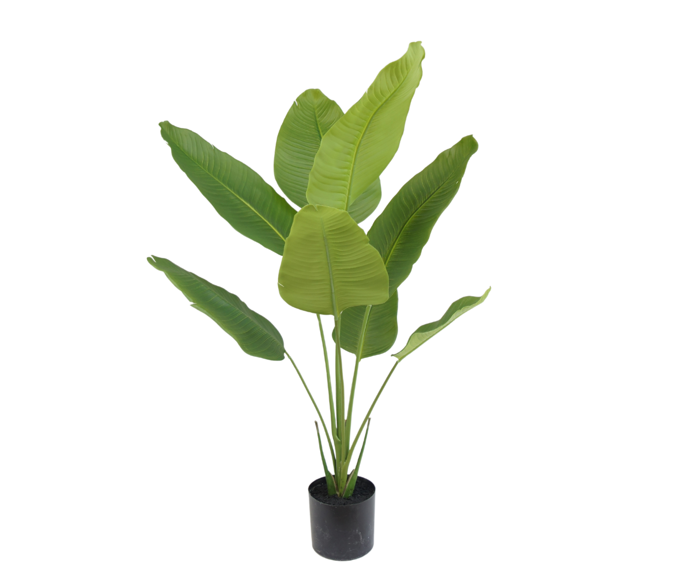 STRELITZIA E/MACETA VERDE  120 CM