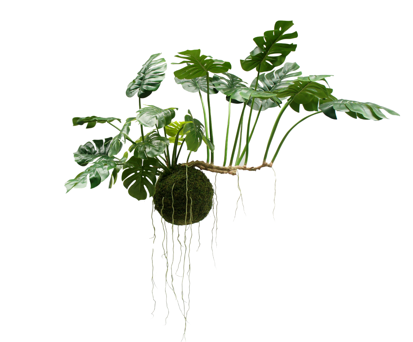 MONSTERA HANG GROEN  80 cm