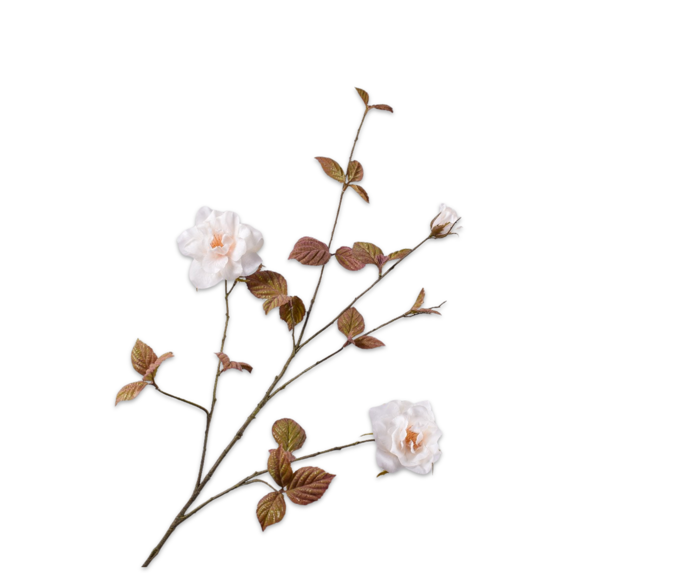 ROSE SPRAY CREAM RT  116 CM