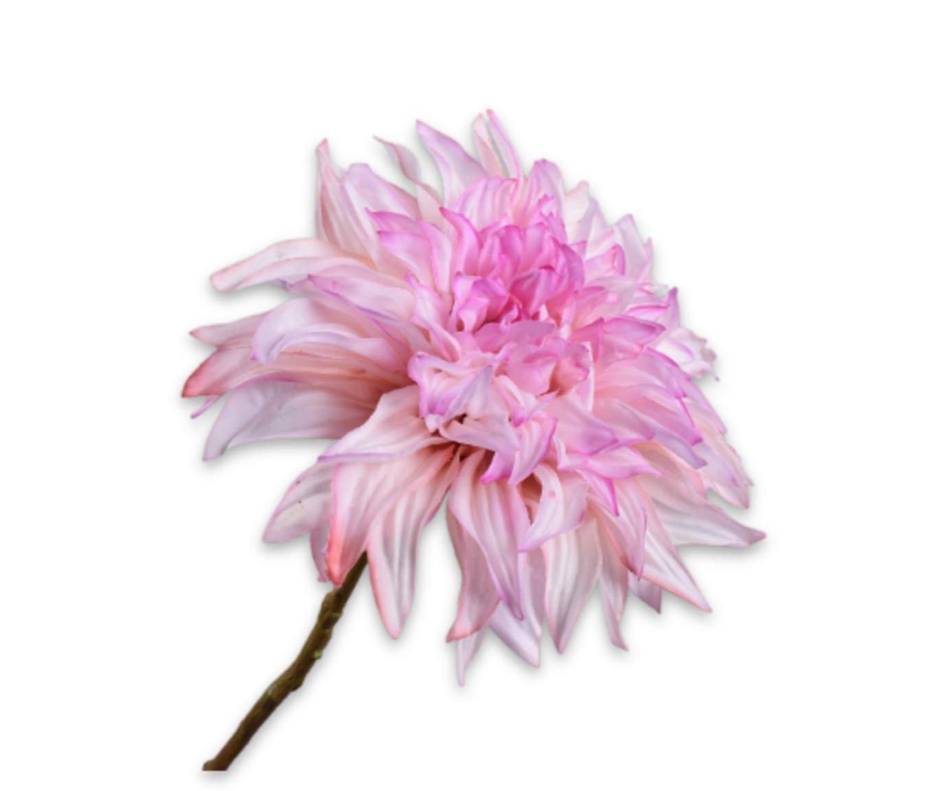 DAHLIA STEEL ROZE RT 63 cm