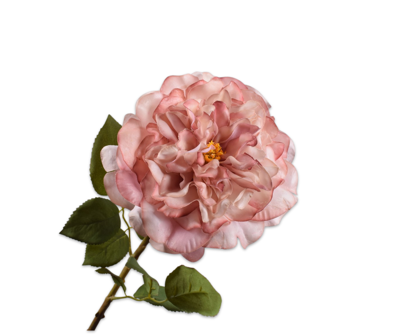 ROOS STEEL MAUVE RT 70 cm