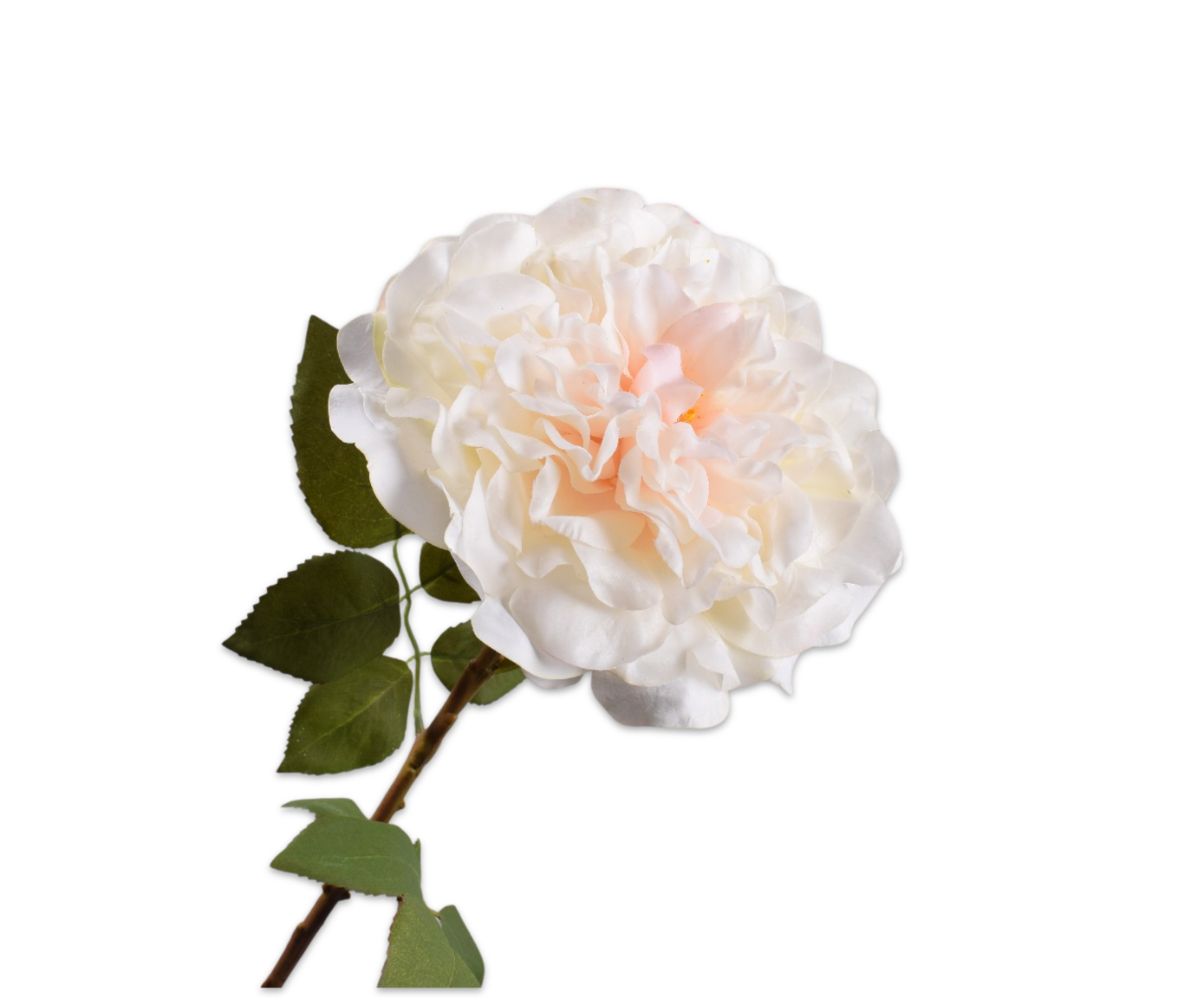 ROOS STEEL CREME RT 70 cm