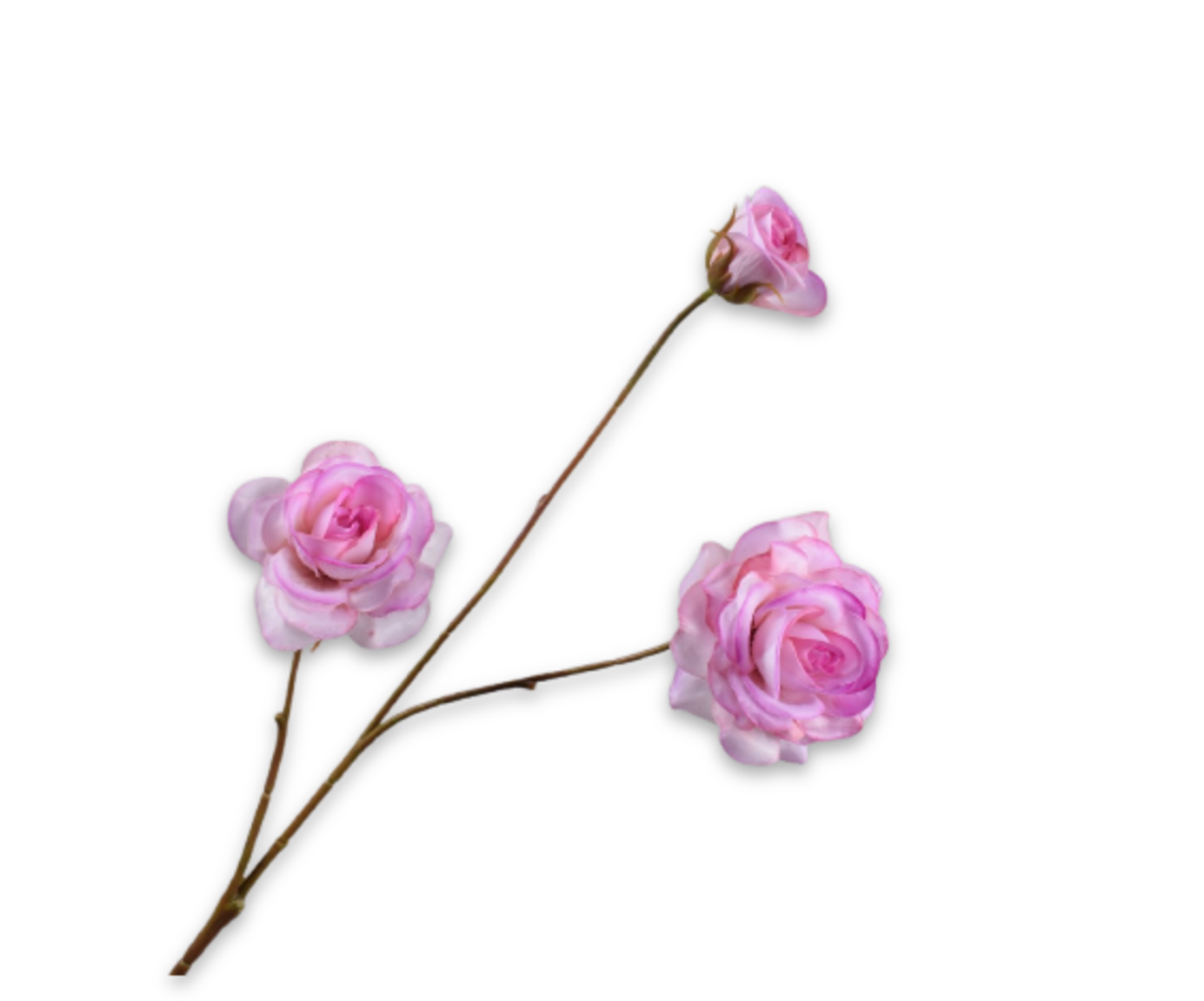 ROOS TAK ROZ/CR RT 67 cm