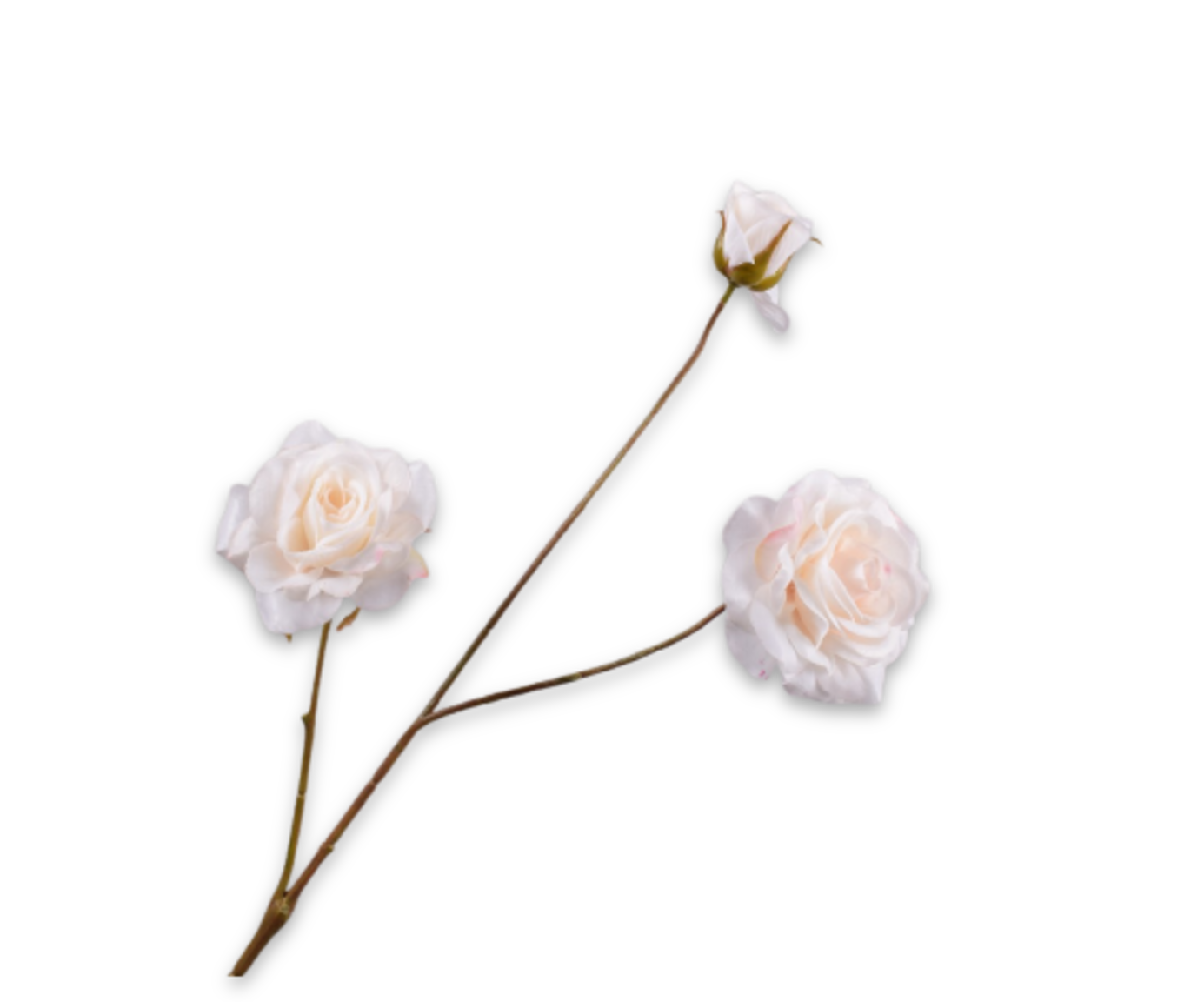 ROOS TAK CREME RT 67 cm