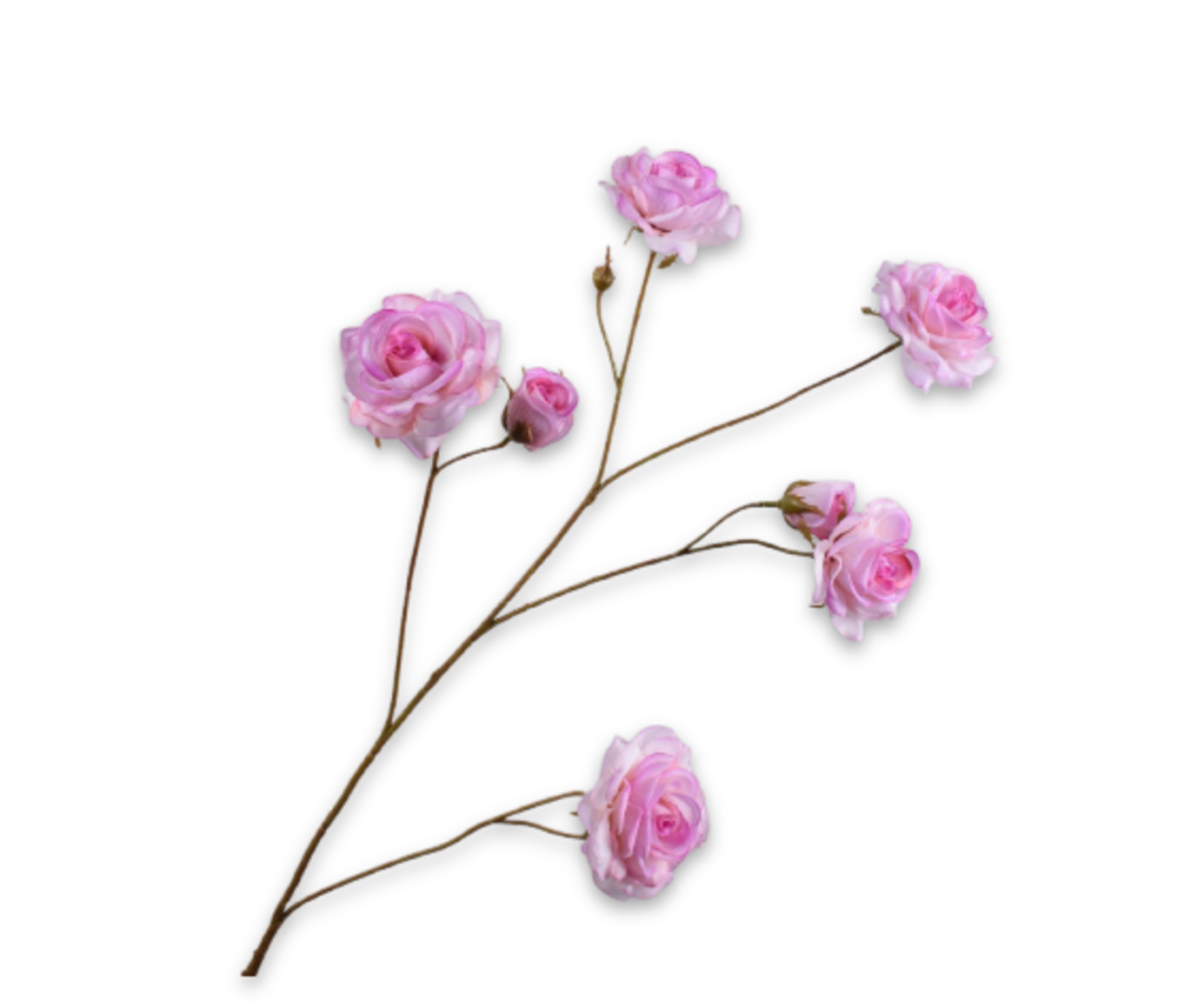 ROOS TAK ROZE RT 93 cm