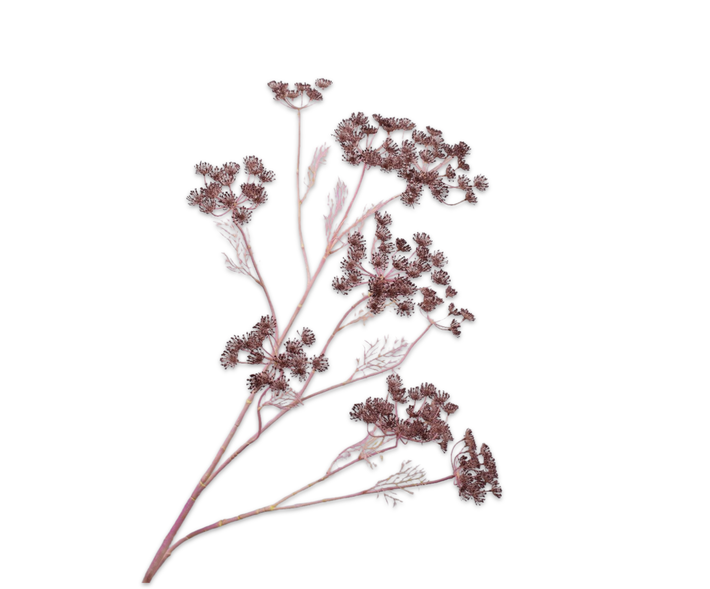 DILLE TAK PAARS  140 cm