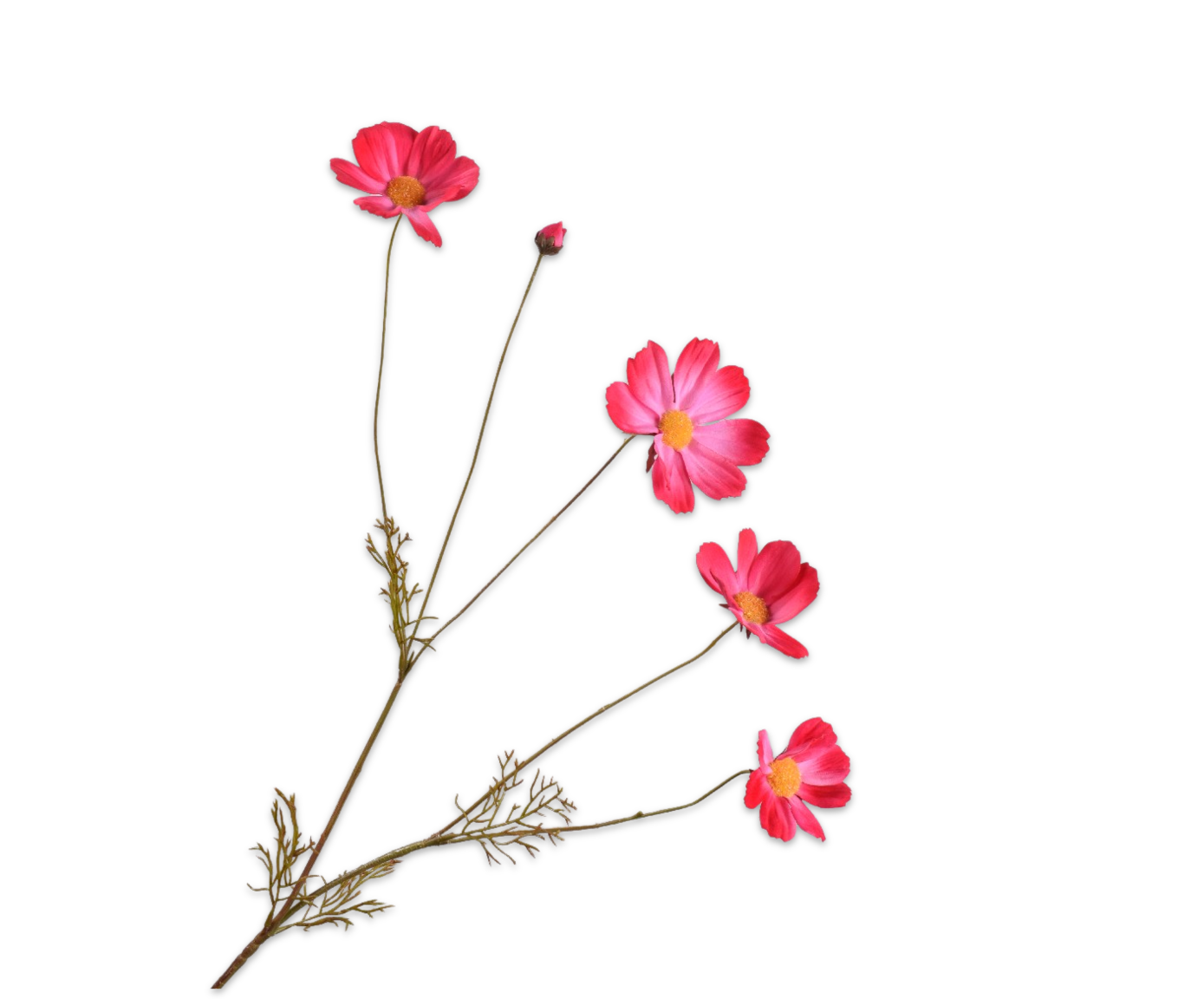 COSMOS TAK BEAUTY  92 cm