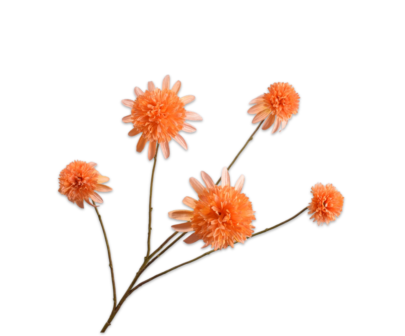 RUDBECKIA TAK ORANJE  90 cm