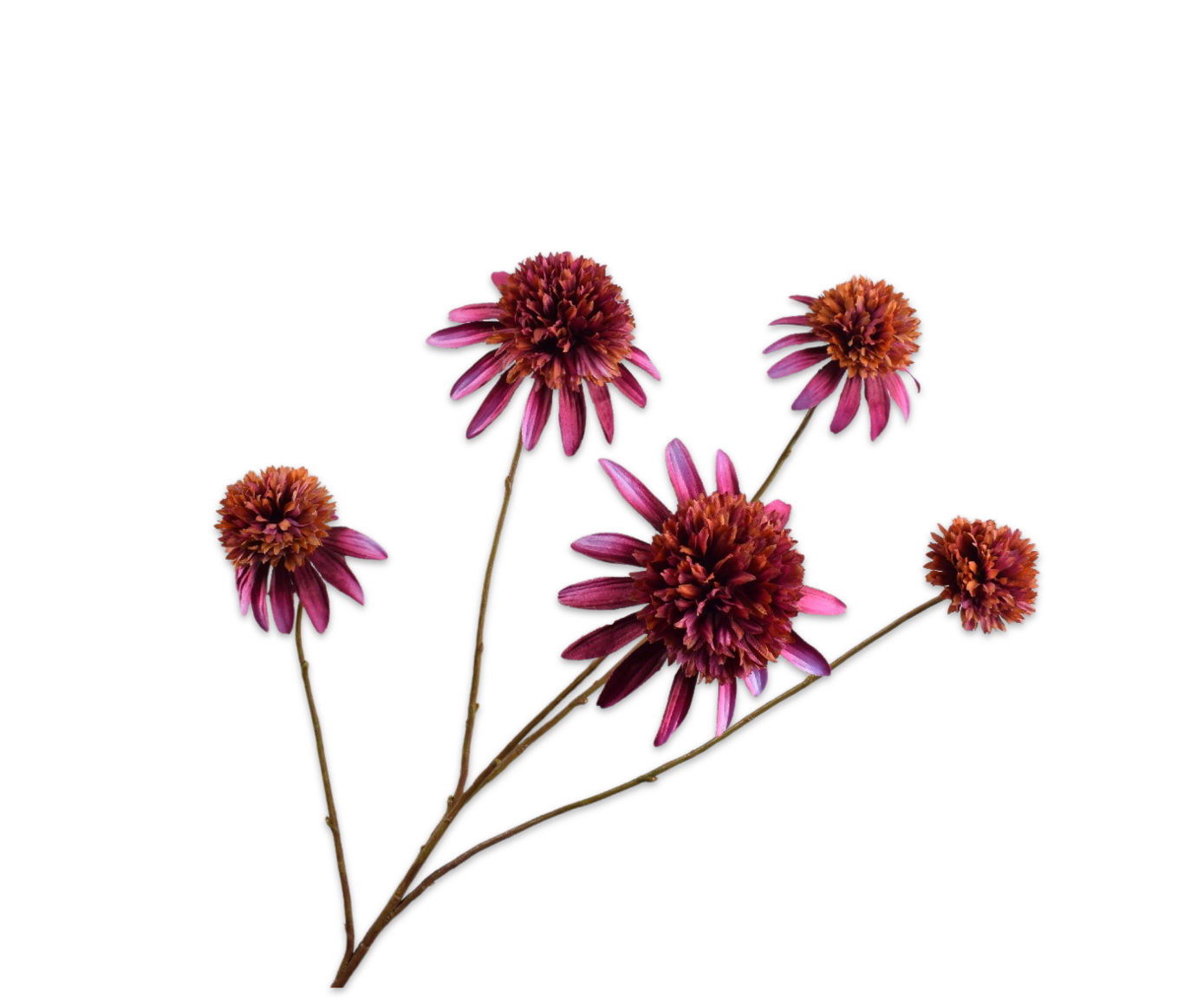 RUDBECKIA TAK PAARS  90 cm