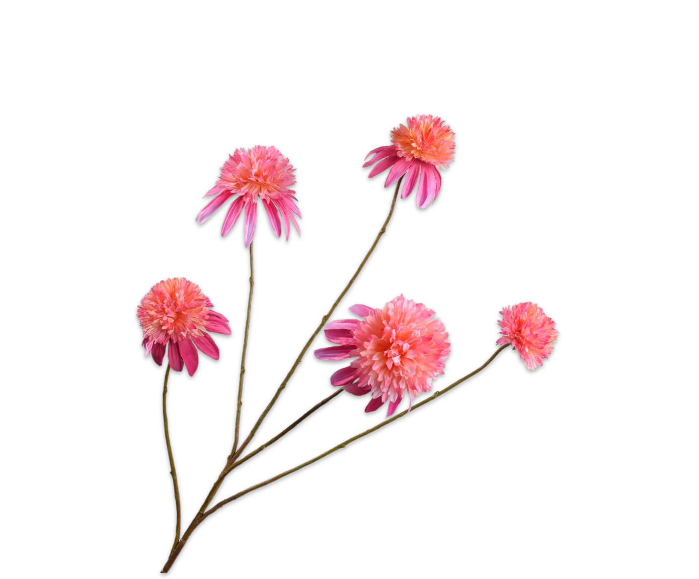 RUDBECKIA TAK ROZE  90 cm