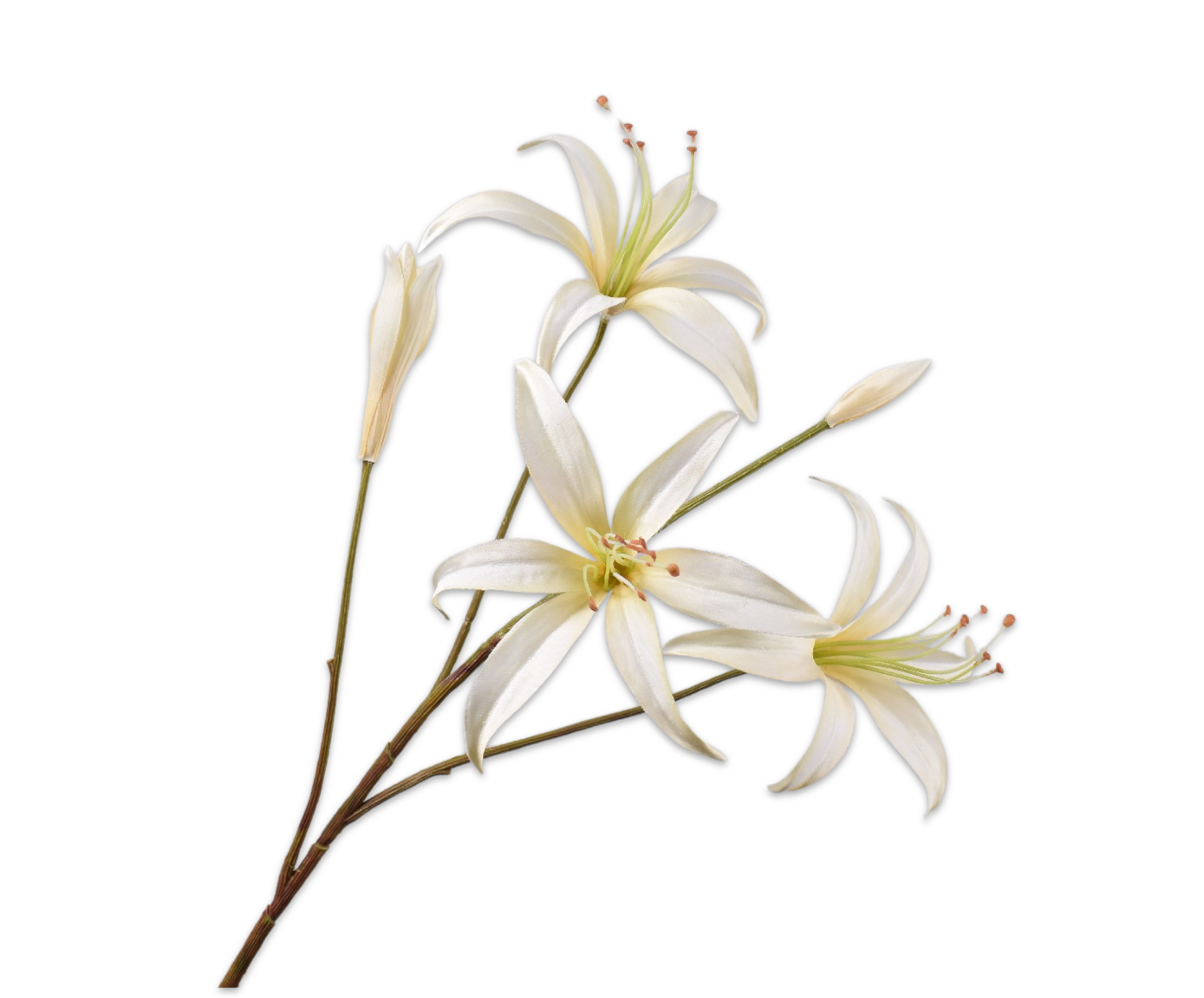 LELIE TAK CREME  80 cm