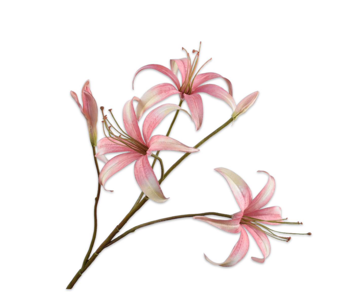 LELIE TAK ROZ/CR  80 cm