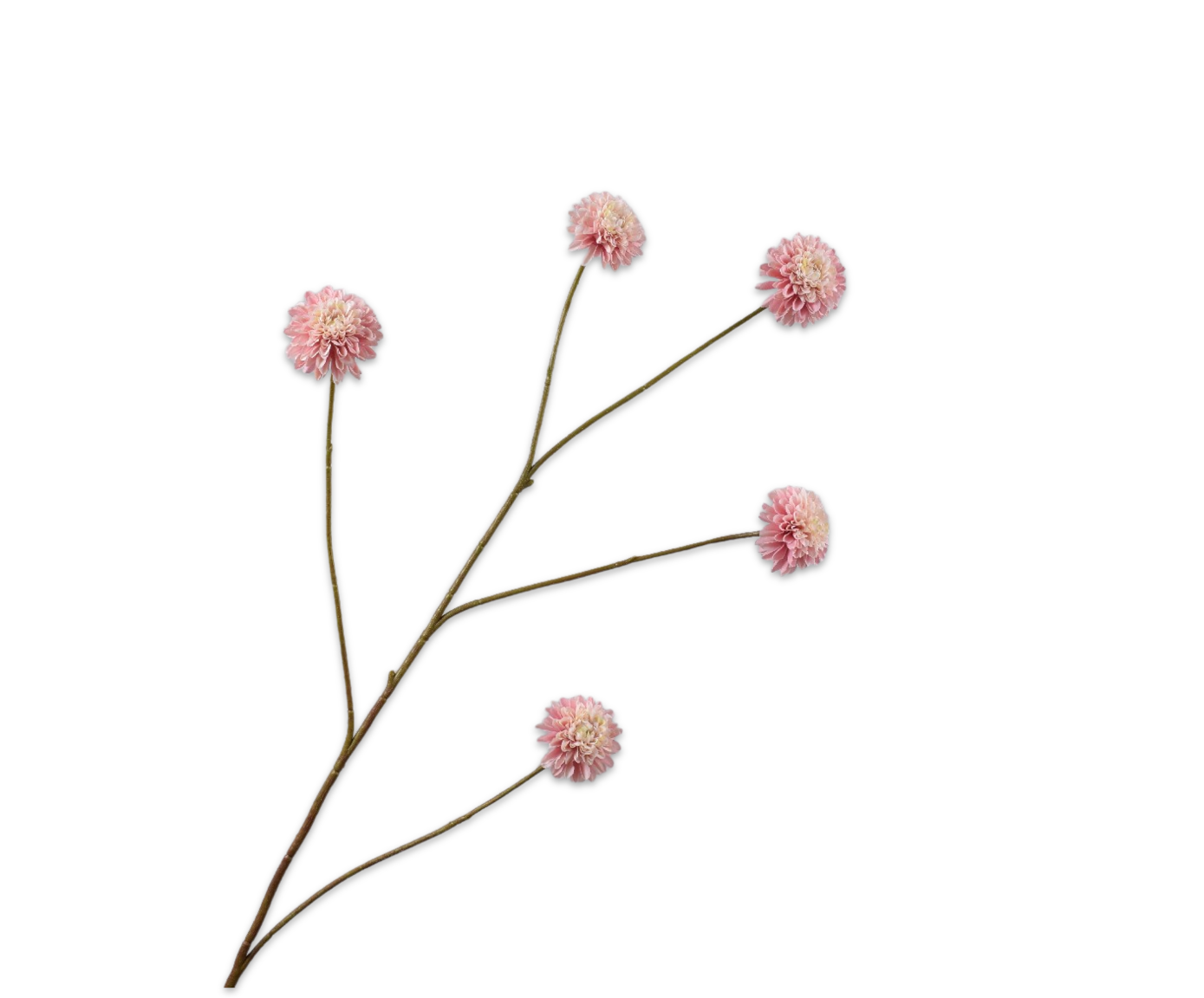 DAHLIA TAK ROZ/CR  90 cm