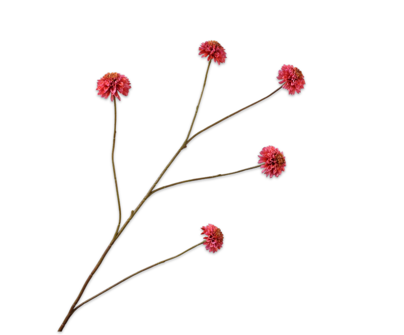 DAHLIA TAK BEAUTY  90 cm