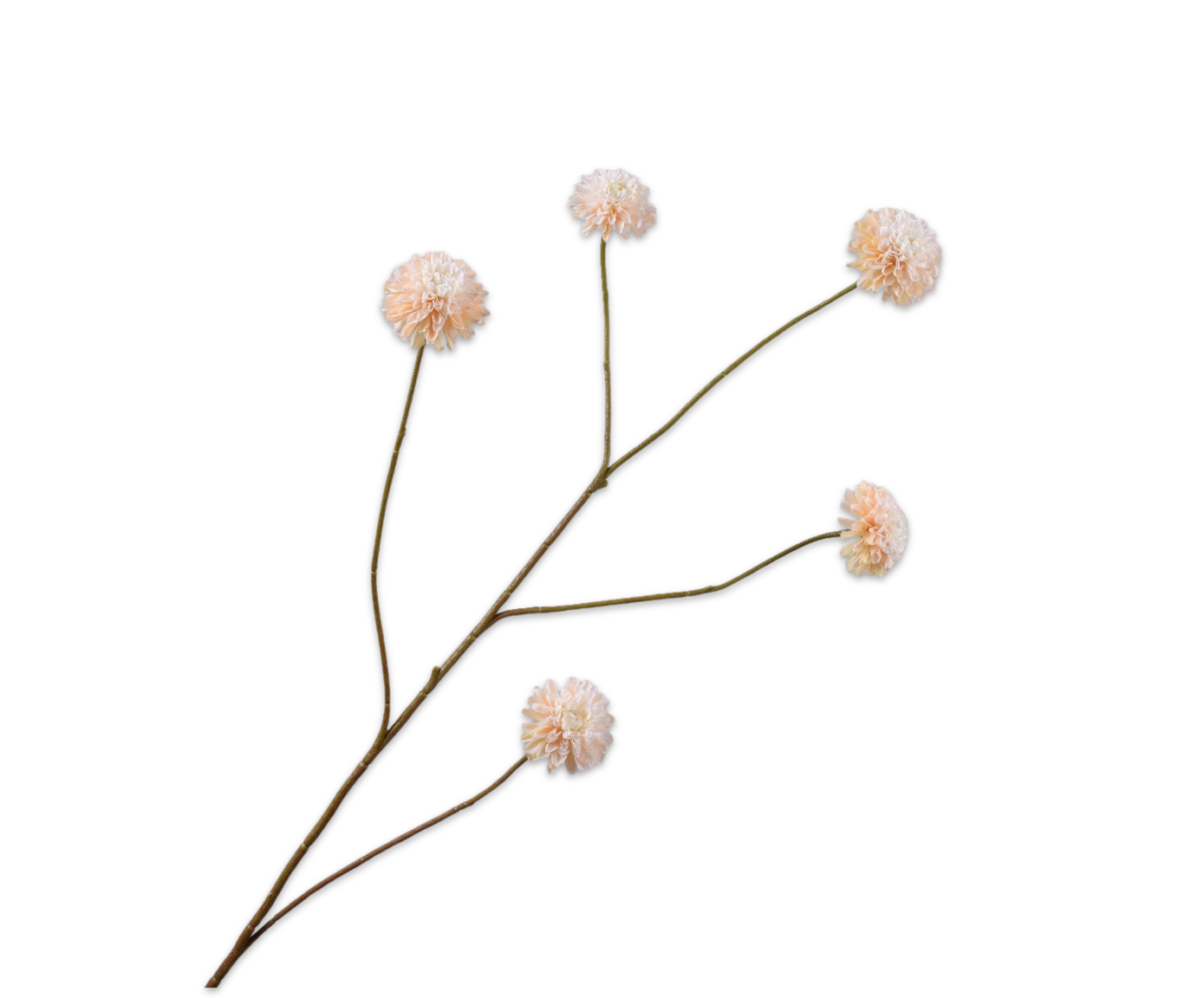 DAHLIA TAK CREME  90 cm