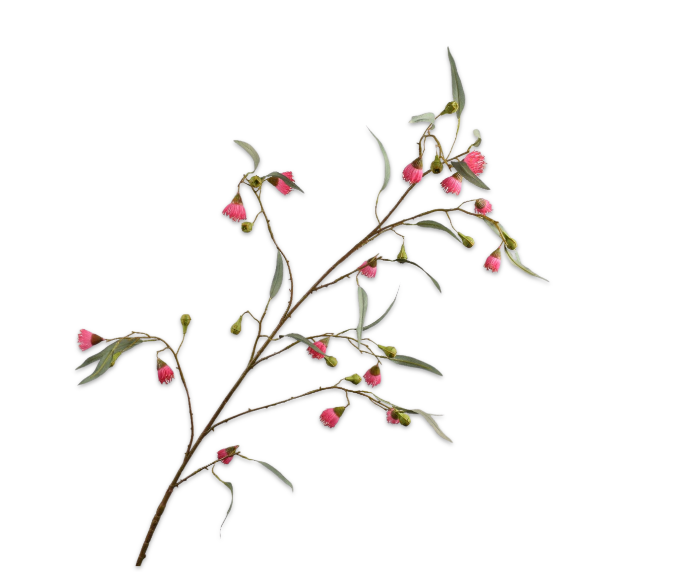 EUCALYPTUS TAK GRN/ROZ  130 cm