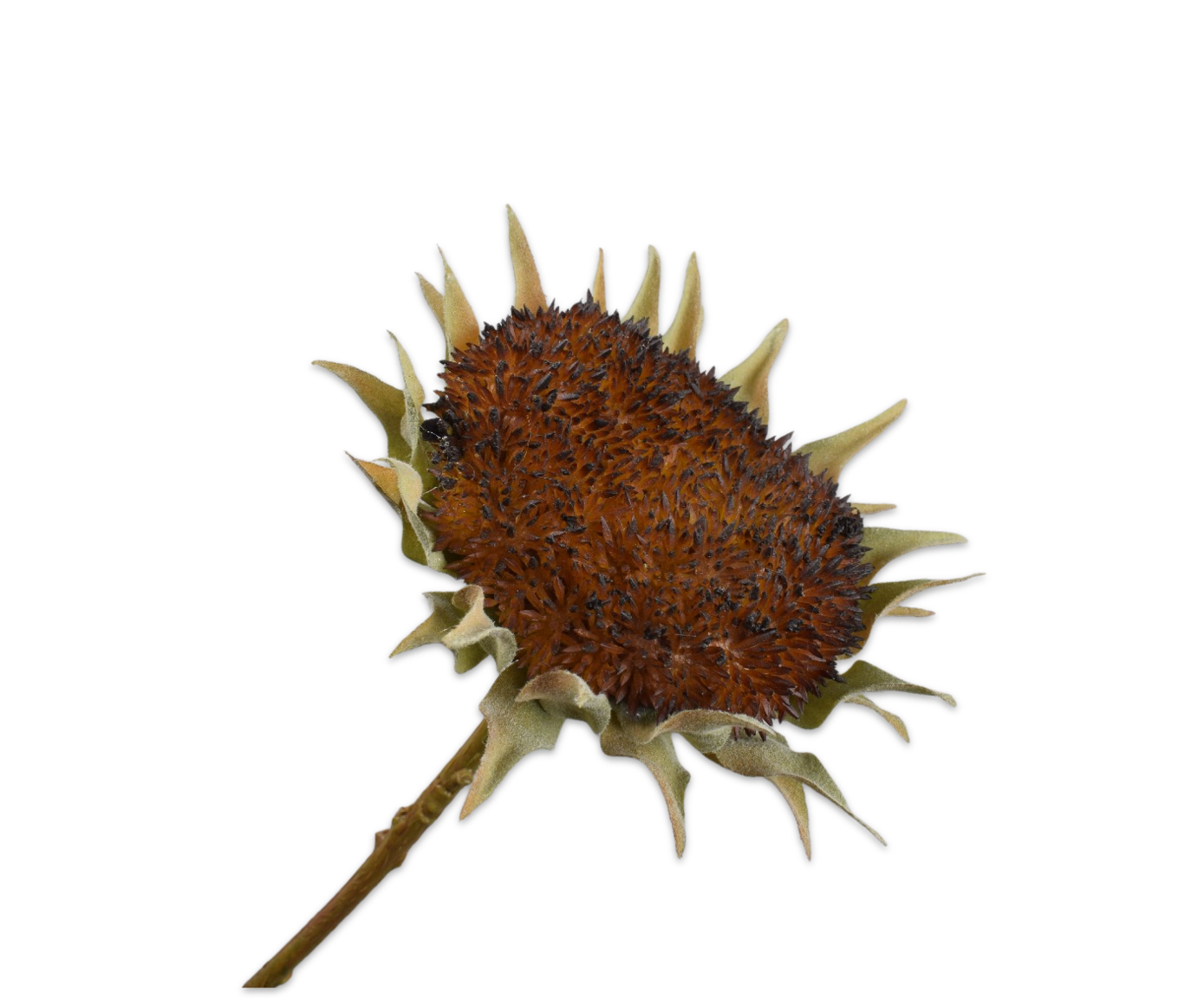 ZONNEBLOEM STEEL BRN/GRN  60 cm