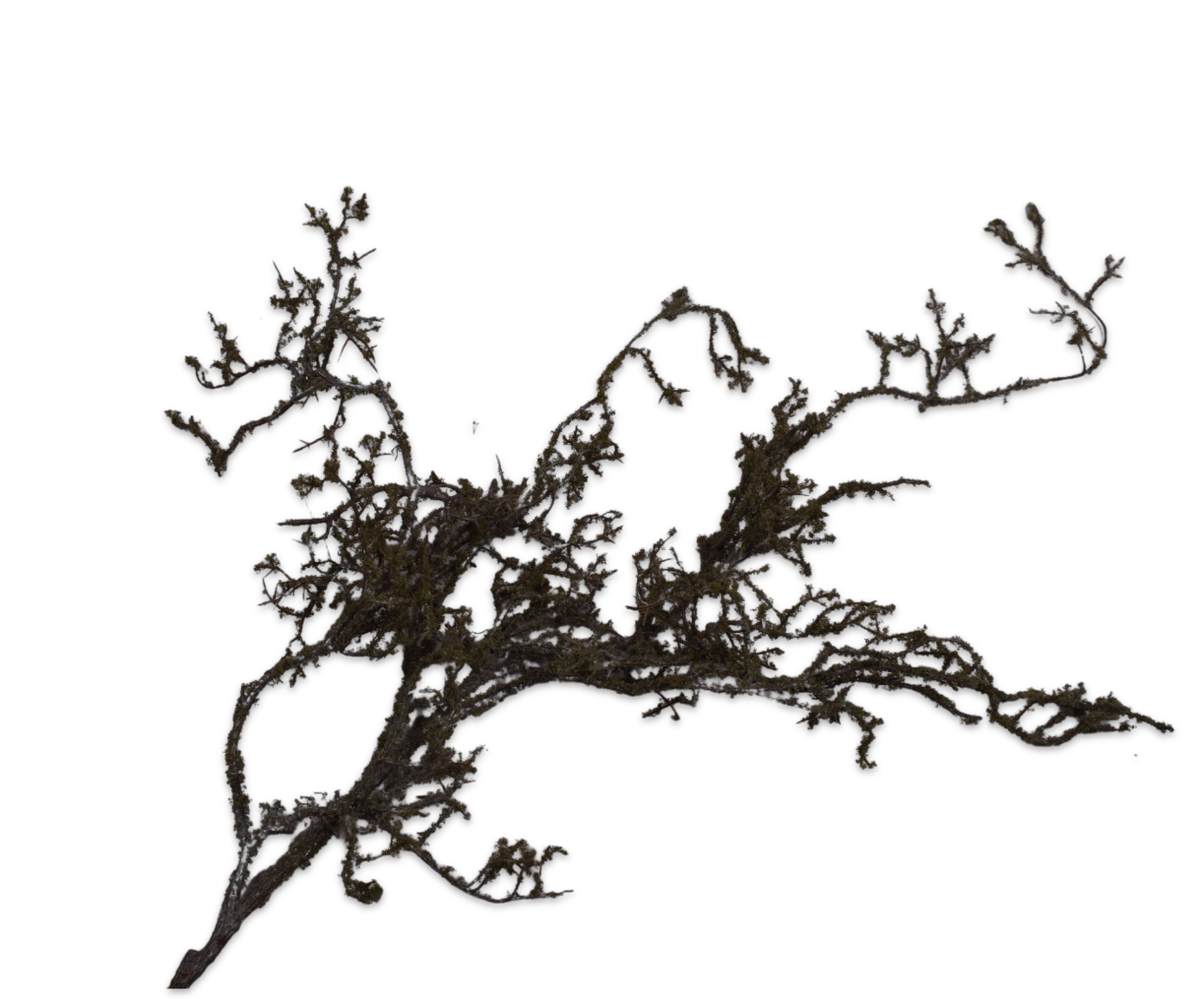 MOS TAK BRUIN  88 cm