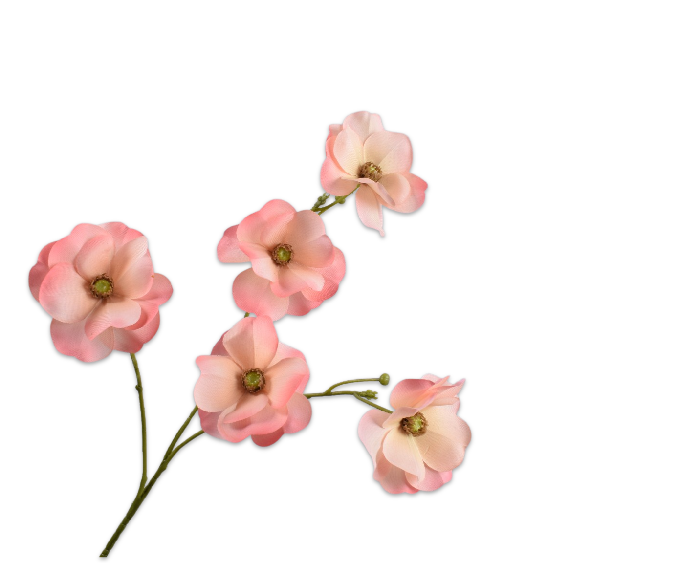 RANONKEL TAK PERZIK  65 cm