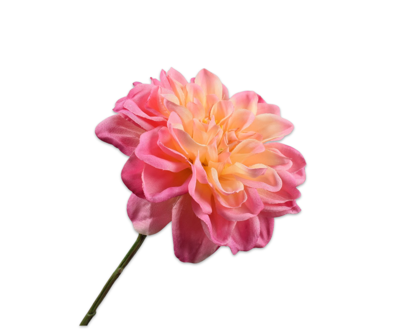 DAHLIA TAK GL/ROZ  68 cm
