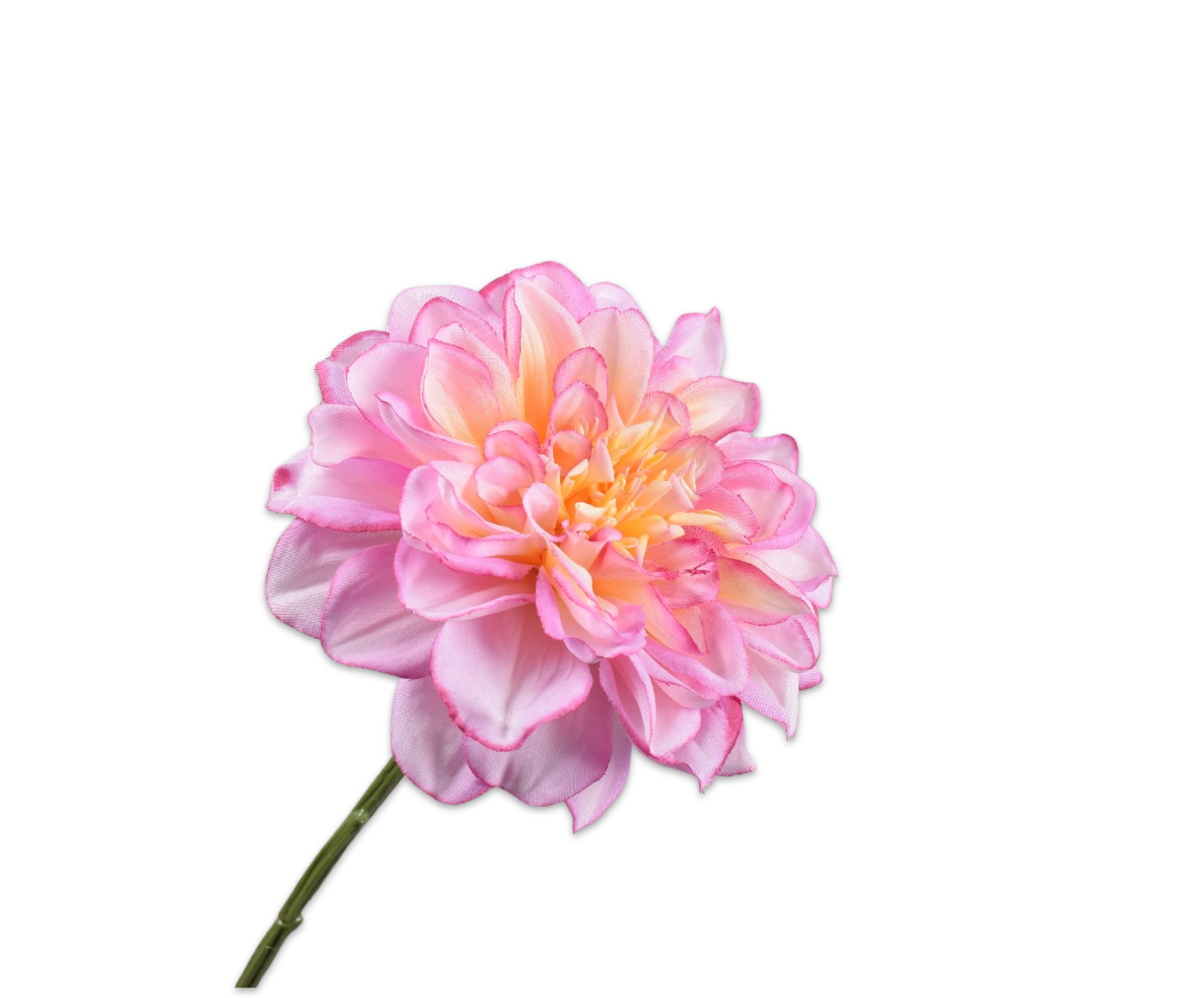 DAHLIA TAK ROZE  68 cm