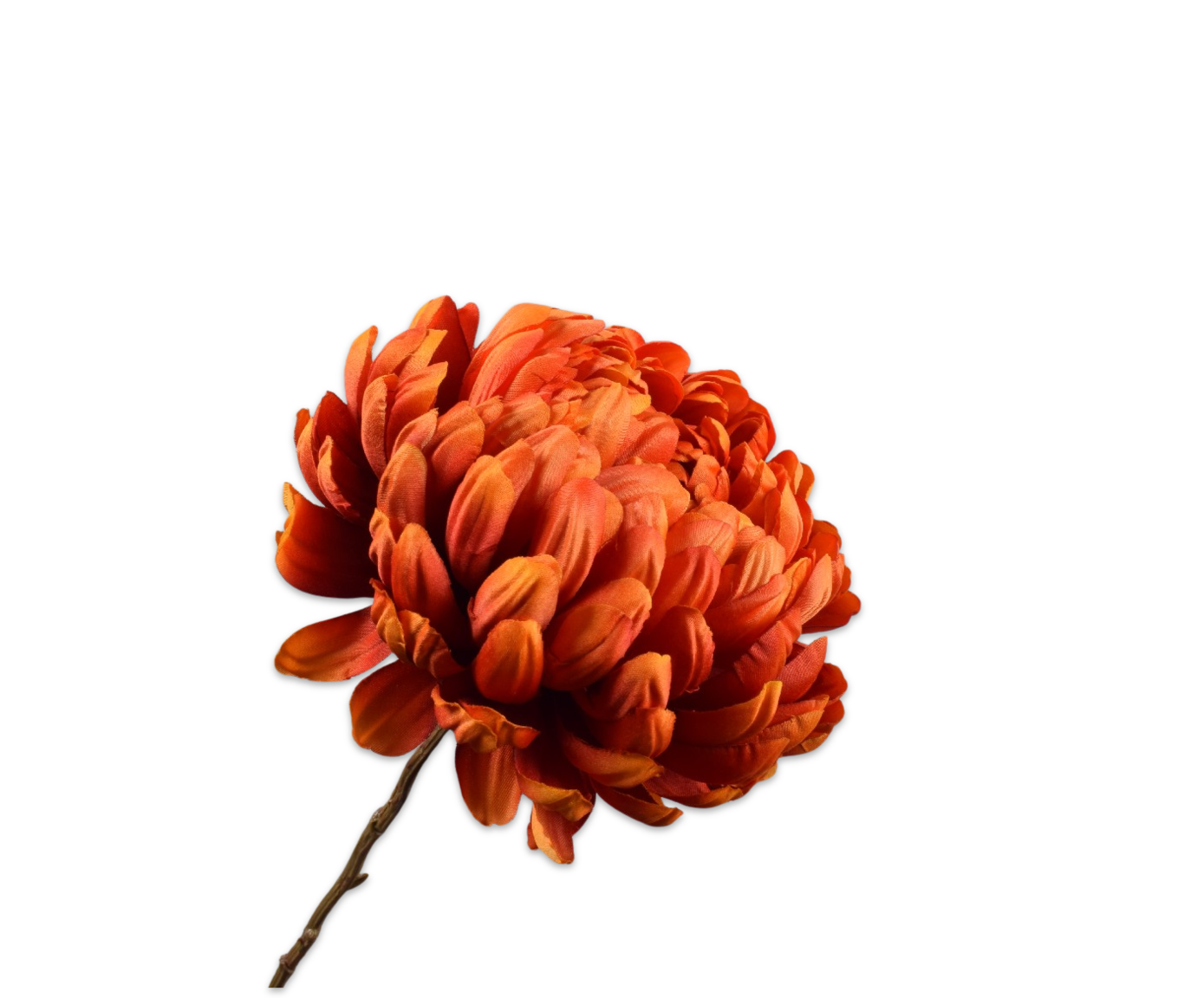 CHRYSANT TAK ORA/RD  76 cm