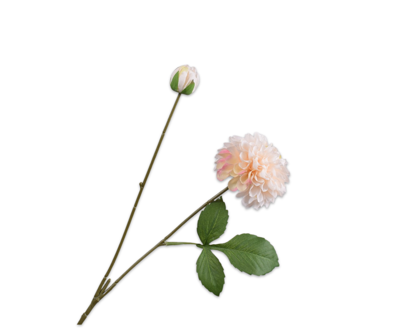 DAHLIA TAK CREME  73 cm