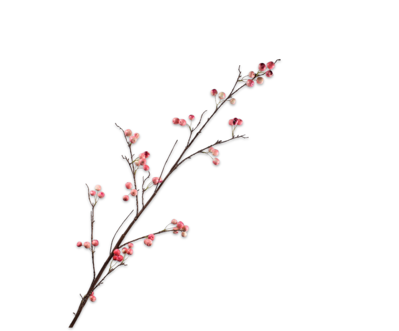 MANZANA RAMA ROSA  168 CM