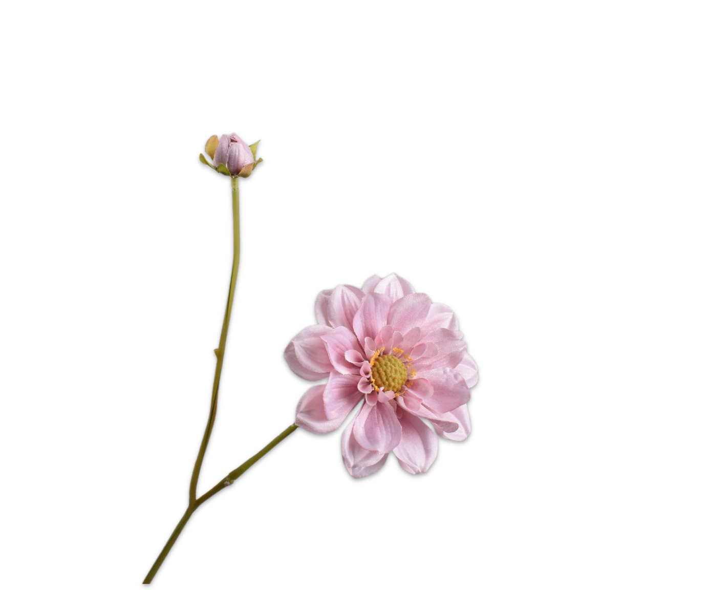 DAHLIA TAK ROZE  48 cm
