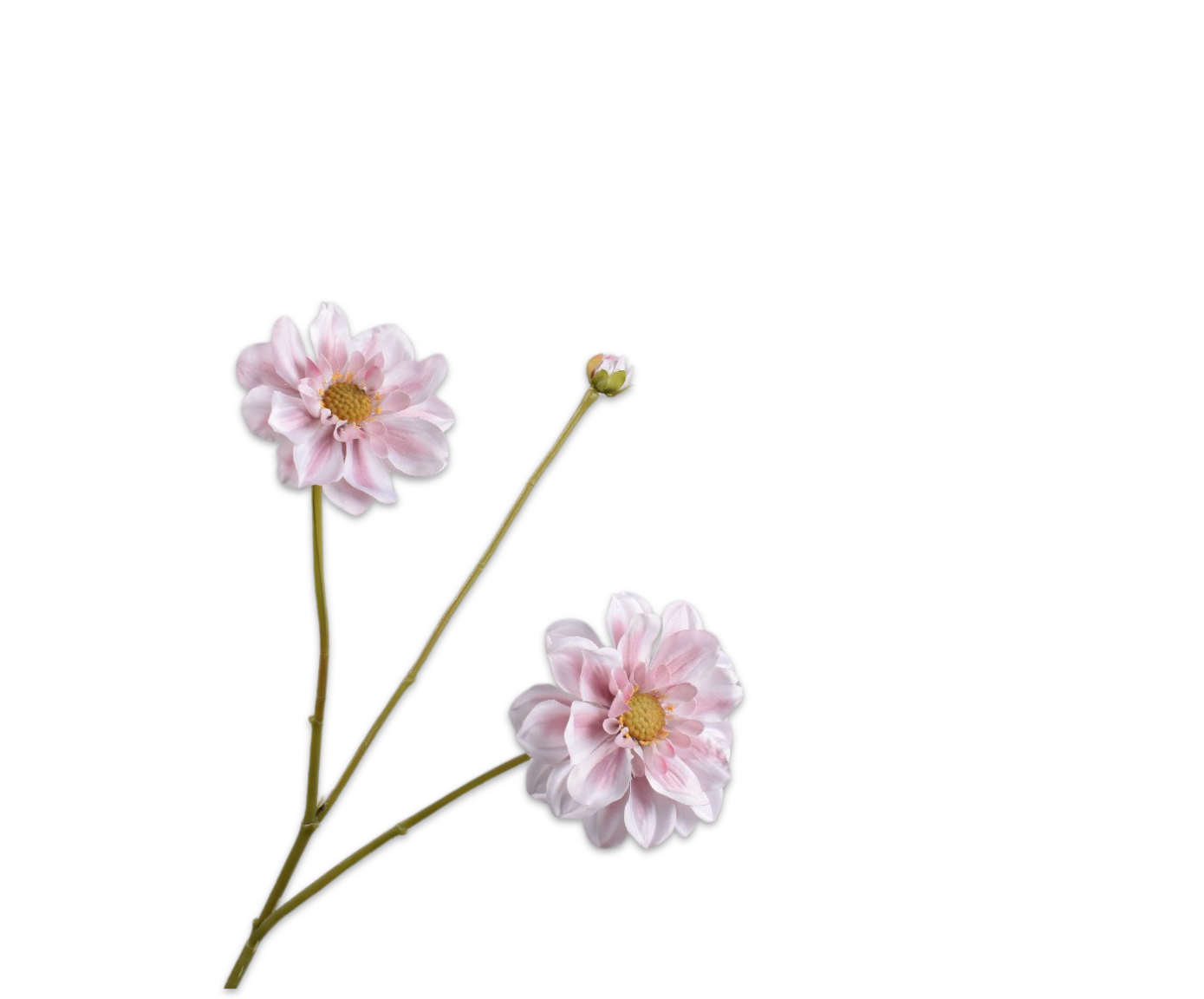 DAHLIA TAK ROZ/CR  75 cm