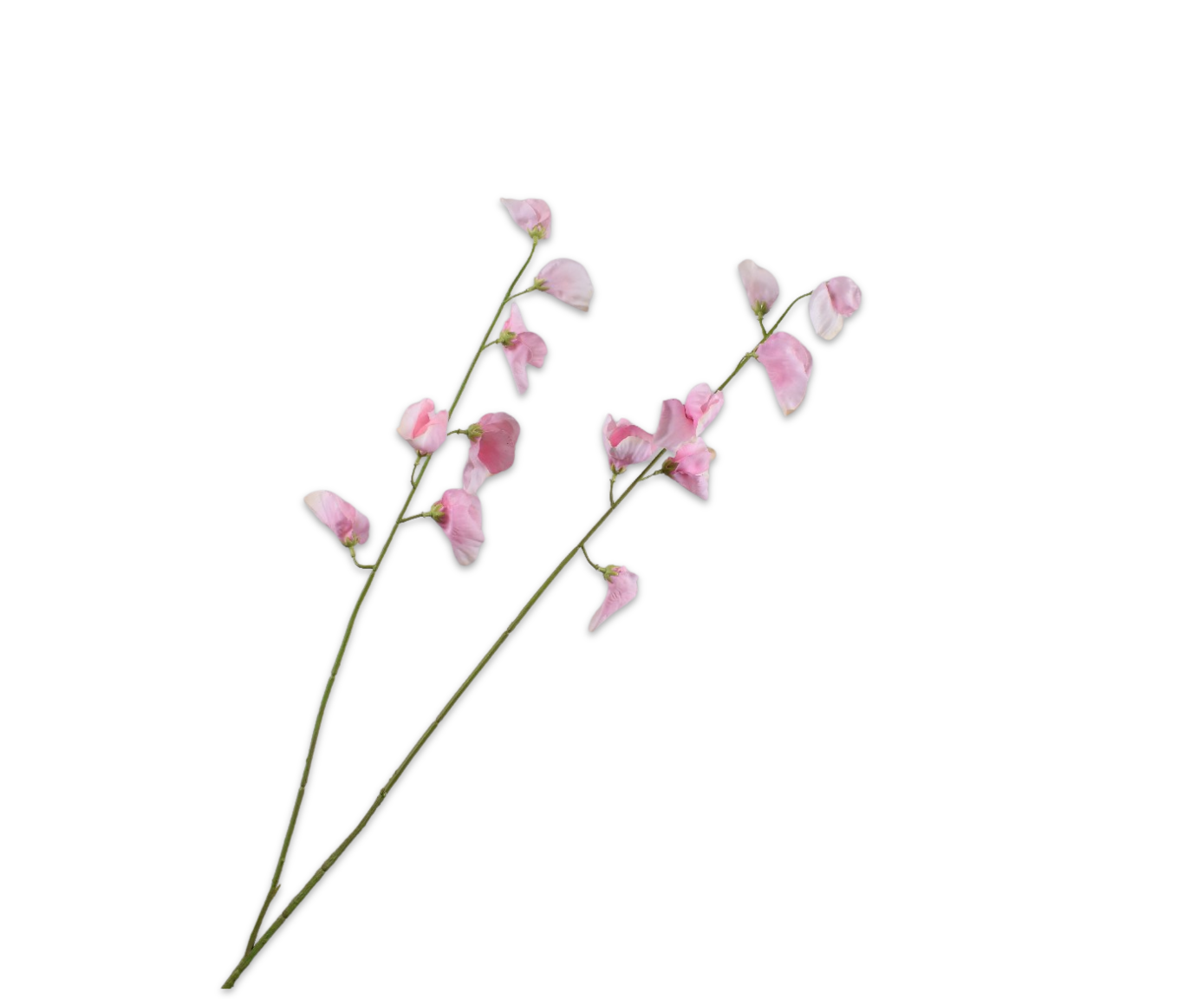 GUISANTE DE OLOR RAMA ROSA CLA RT  89 CM