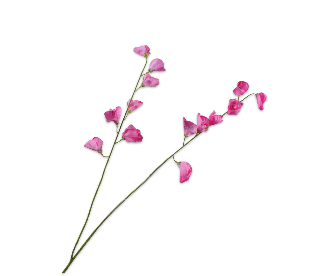 GUISANTE DE OLOR RAMA ROSA RT  89 CM