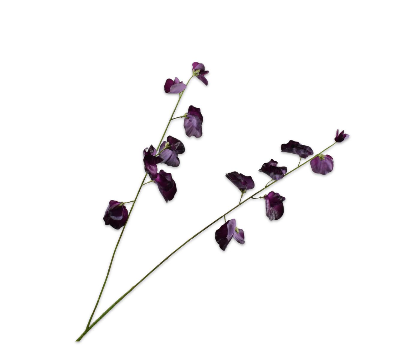 LATHYRUS SPRAY BURGUND RT  89 CM